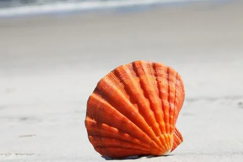 Sea shell Stock Photos
