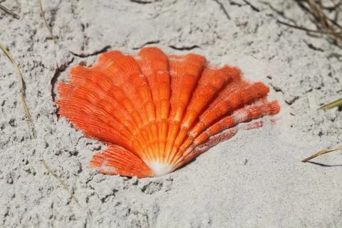 Sea shell Stock Photos