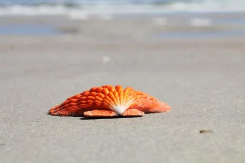 Sea shell Stock Photos