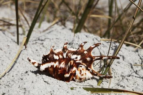 Sea shell Stock Photos