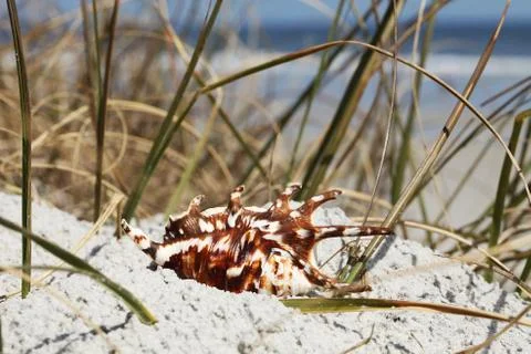 Sea shell Stock Photos