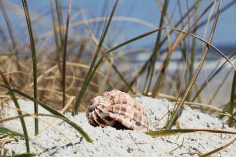 Sea shell Stock Photos