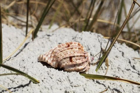Sea shell Stock Photos