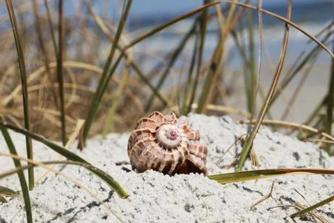 Sea shell Stock Photos