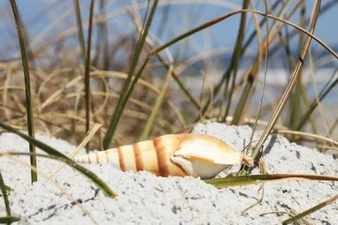 Sea shell Stock Photos