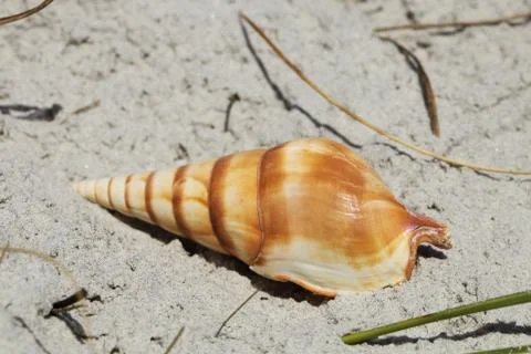 Sea shell Stock Photos