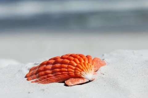 Sea shell Stock-Fotos