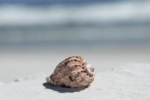 Sea shell Stock Photos