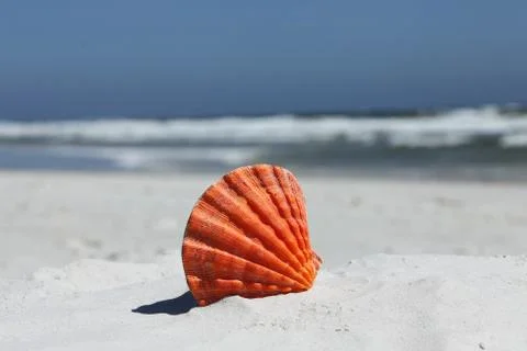 Sea shell Stock Photos