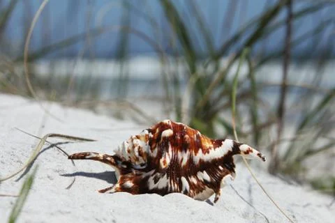 Sea shell Stock Photos