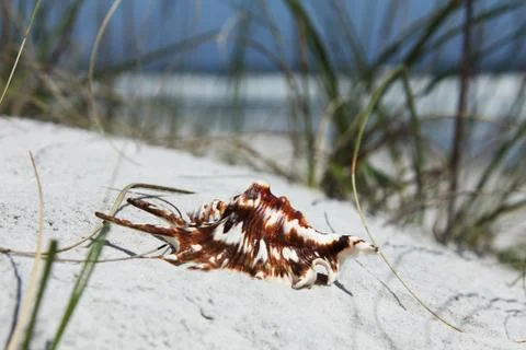 Sea shell Stock Photos