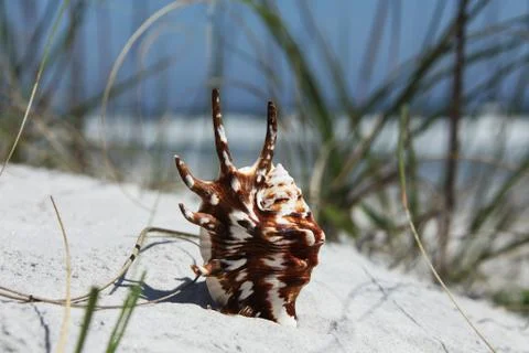 Sea shell Stock Photos