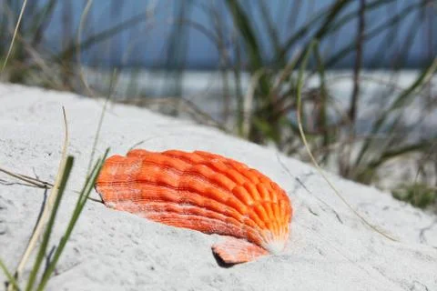 Sea shell Stock Photos