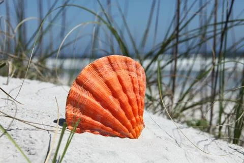 Sea shell Stock Photos