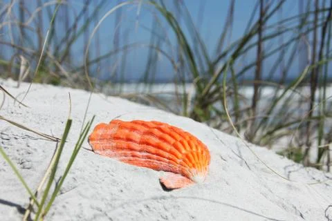 Sea shell Stock-Fotos