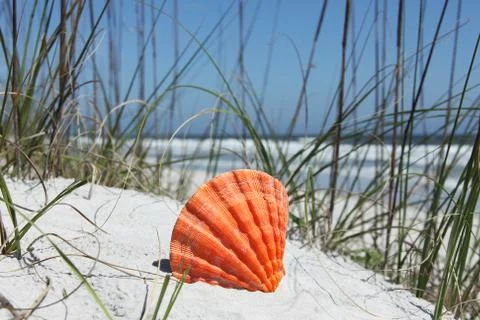 Sea shell Stock Photos