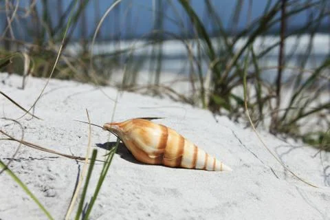 Sea shell Stock Photos