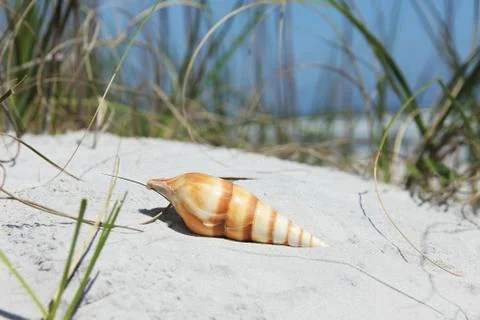 Sea shell Stock Photos