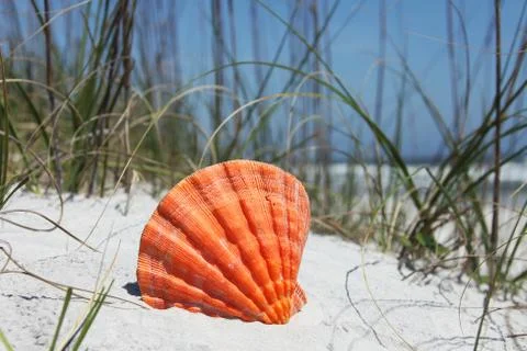 Sea shell Stock Photos
