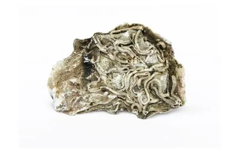 Sea shell Stock Photos