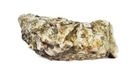 Sea shell Stock Photos