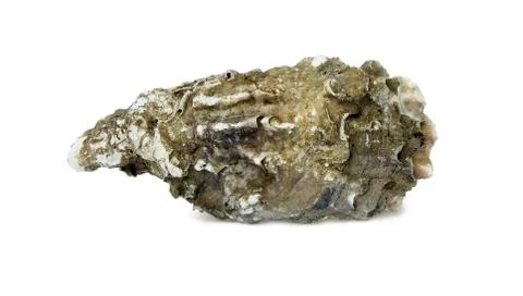 Sea shell Stock Photos