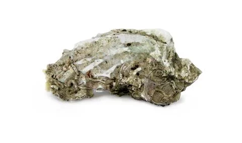 Sea shell Stock Photos