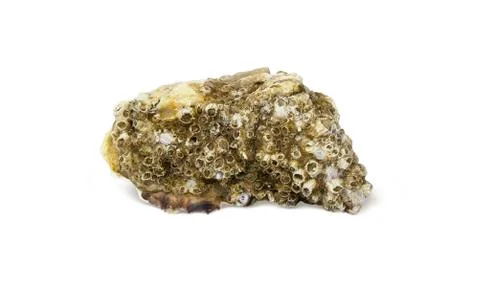 Sea shell Stock Photos