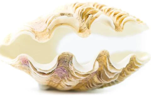 Sea shell Stock Photos
