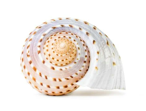 Sea shell Stock Photos