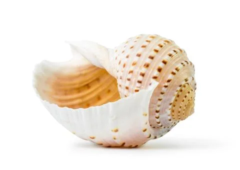 Sea shell Stock Photos