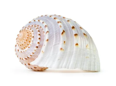 Sea shell Stock Photos