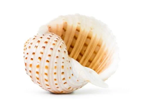 Sea shell Stock Photos