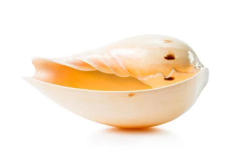 Sea shell Stock Photos