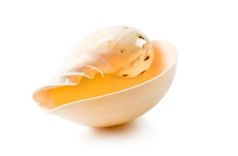 Sea shell Stock Photos