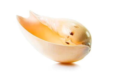 Sea shell Stock Photos