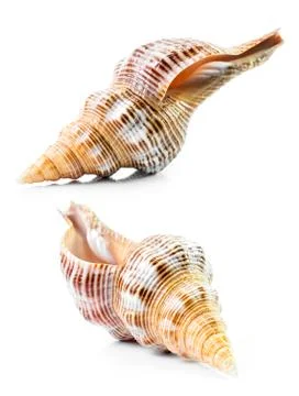 Sea shell Stock Photos