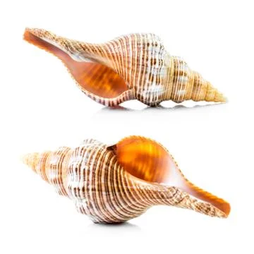 Sea shell Stock Photos