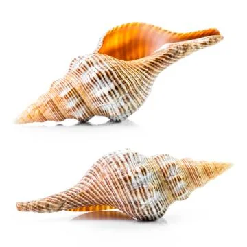 Sea shell Stock Photos