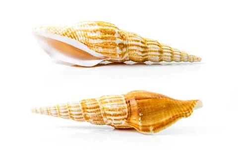 Sea shell Stock Photos