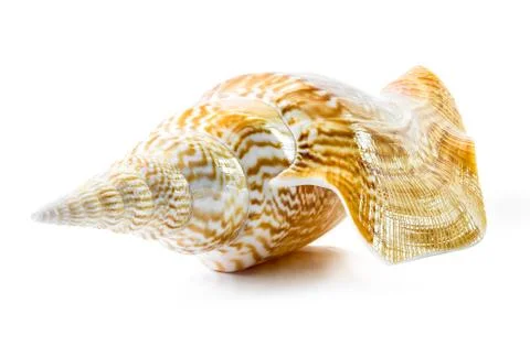 Sea shell Stock Photos