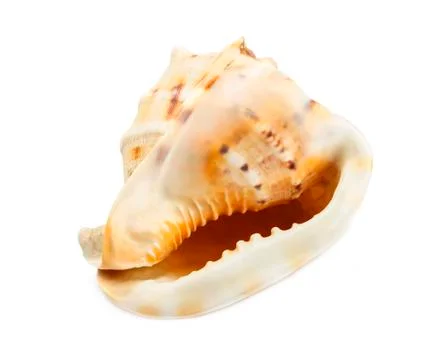 Sea shell Stock Photos