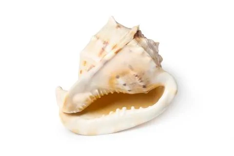 Sea shell Stock Photos