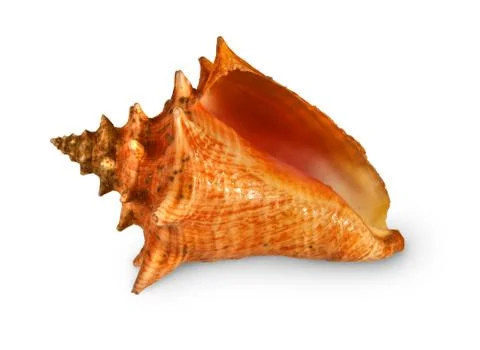 Sea shell Stock Photos