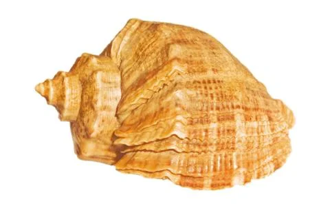 Sea shell Stock Photos