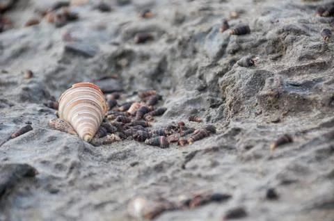 Sea shell Stock Photos