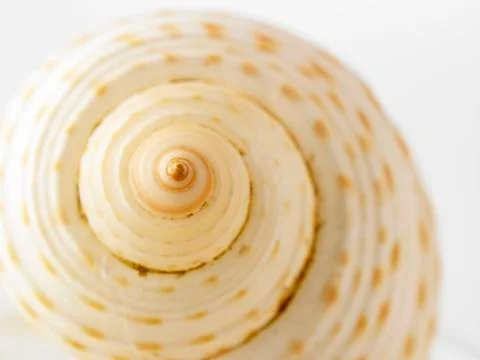 Sea shell Stock Photos