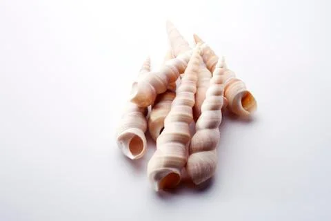 Sea shell Stock Photos