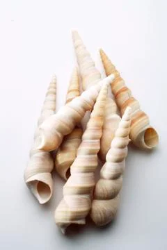 Sea shell Stock Photos