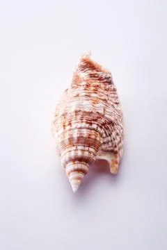 Sea shell Stock Photos